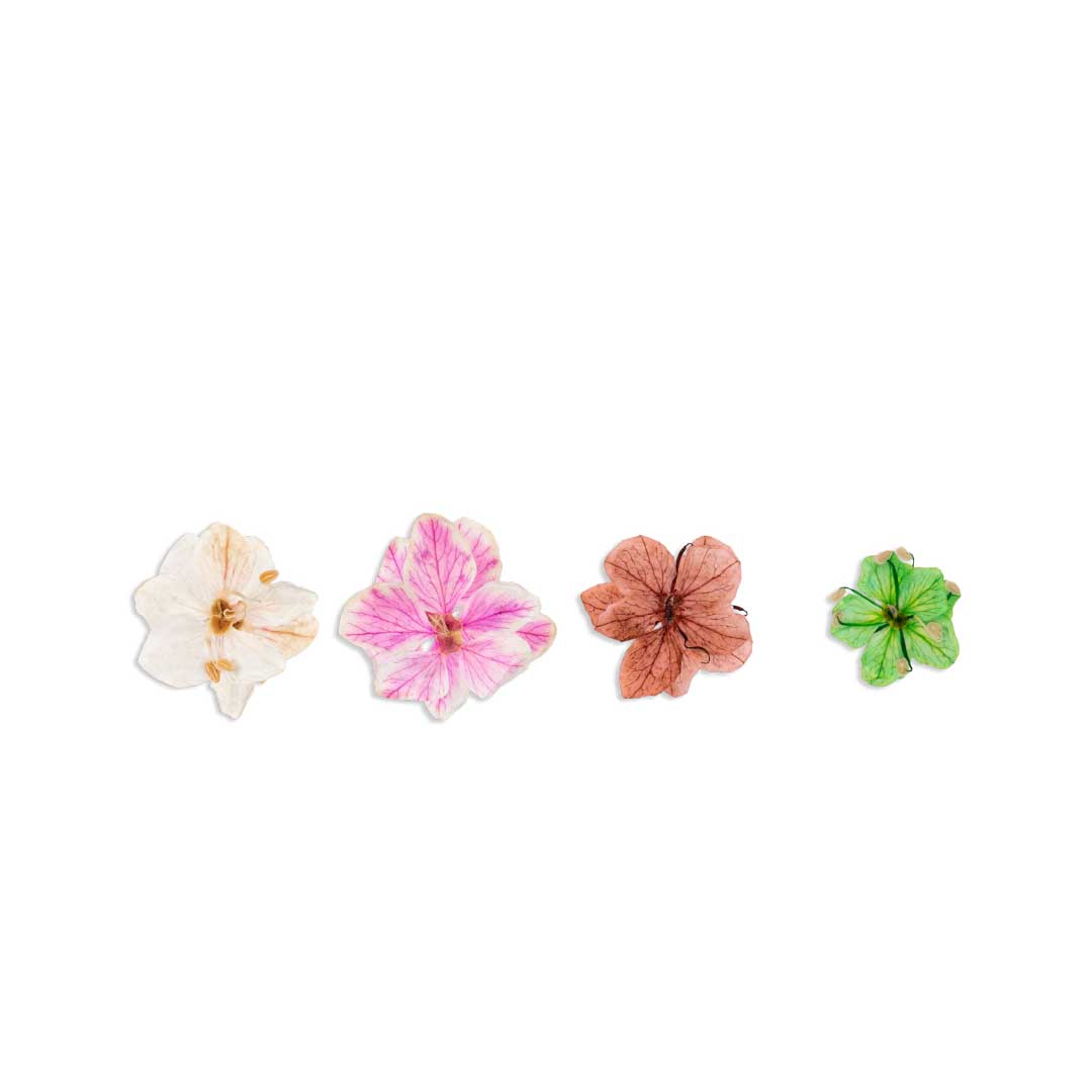Inocos flores secas naturais Natura Lovers Tea